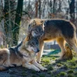 Attaque de loups au zoo de Thoiry