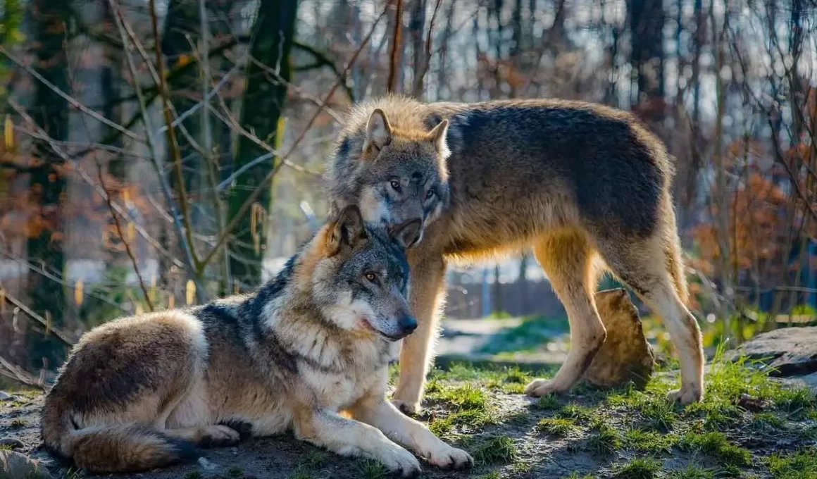 Attaque de loups au zoo de Thoiry